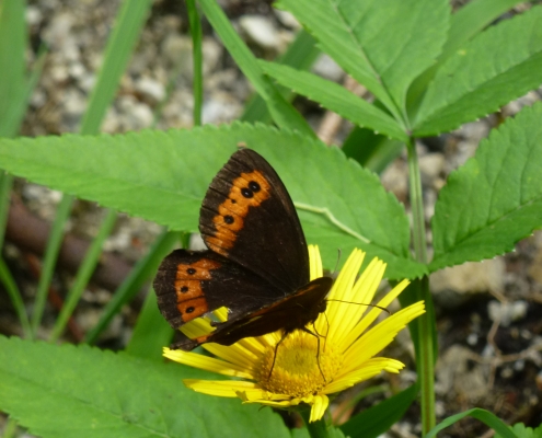 Achtsam Natur Entspannung