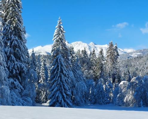 natur resilienz bewegung