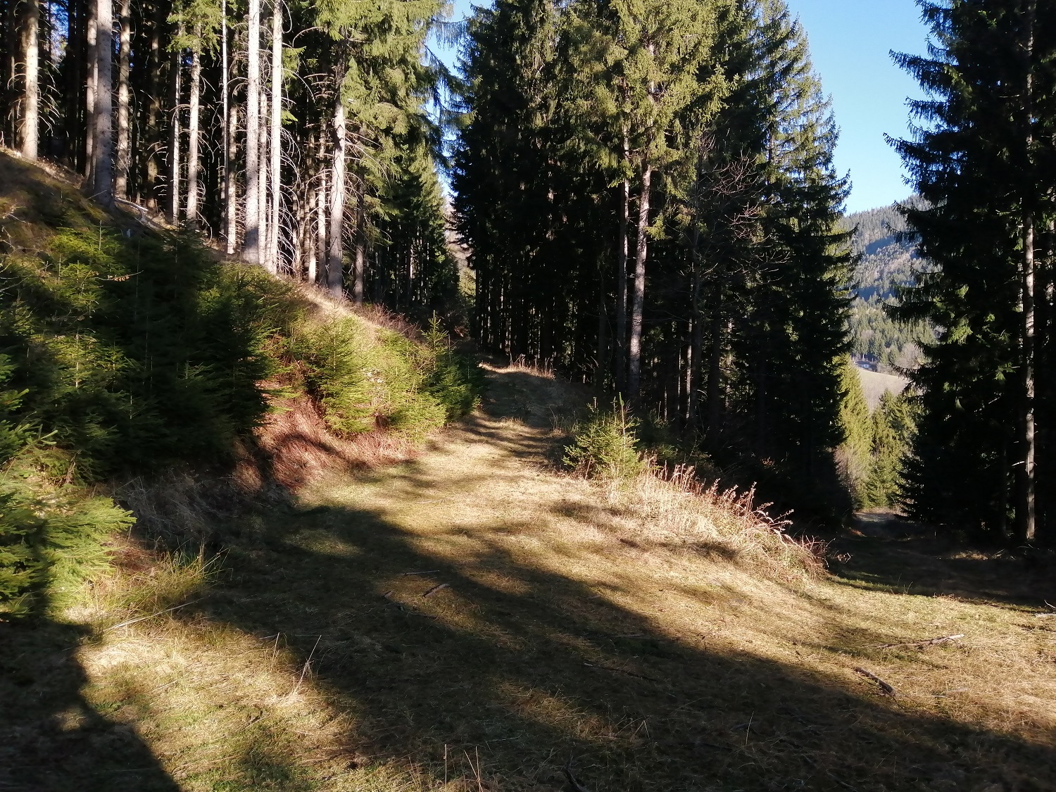 Wald Natur Weg