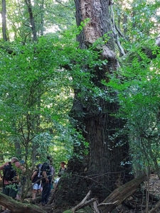 Baumriese Wald Natur Bewegung Coaching