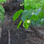Baum Wald Resilienz Natur achtsam