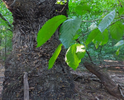 Baum Wald Resilienz Natur achtsam