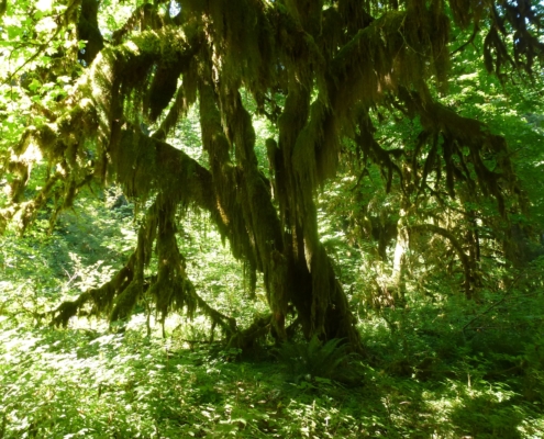 Wald Natur Achtsam Resilienz